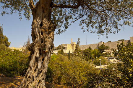 The Old Olive Tree on the Background of the Ancient Walls of Jerusalemの写真素材