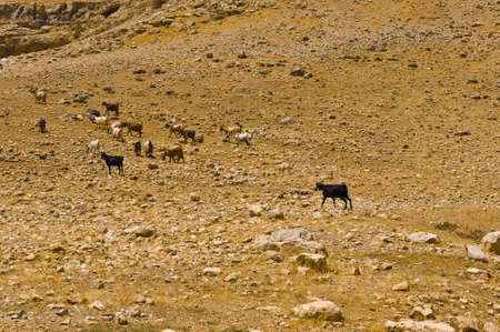 Herd of Goats Grazing in the Mountains of Samaria, Israelの写真素材