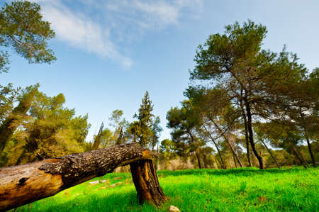 Broken Tree on the Clearing in Israelの写真素材
