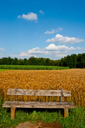Wooden Bench against the Background of Wheat and Corn Fields in Bavaria, Germanyの写真素材