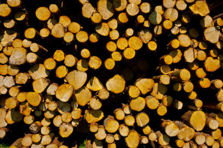 Logging in Southern Bavaria, Germanyの写真素材
