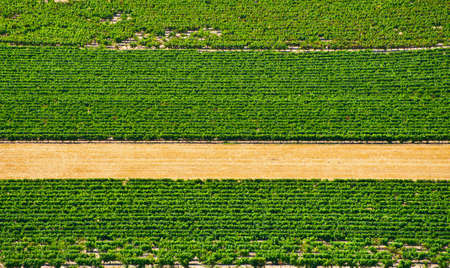 Natural Background of Vineyard in the Southern France