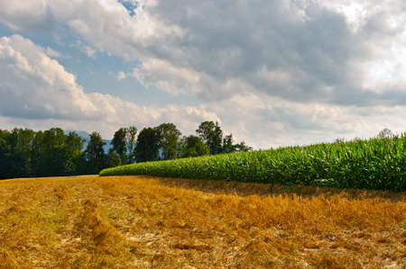 Plantation of Fodder Corn in Southern Bavaria, Germanyの写真素材