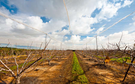 Almond Seedlings Sheltered from the Sun, Israelの写真素材
