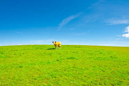 Lonely Cow Grazing on Pasture in Southern Bavaria, Germanyの写真素材