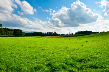 Plantation of Fodder Corn in Southern Bavaria, Germanyの写真素材