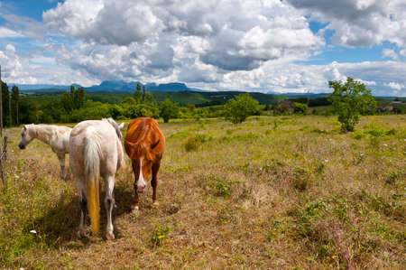 Horses Grazing on a Meadow of the French Alpsの写真素材