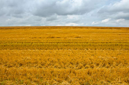 Wheat Field after Harvest,  Bavariaの写真素材