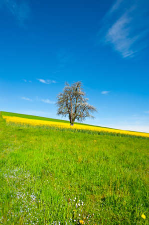 Solitary Flowering Tree Surrounded by Sloping Meadows, Switzerlandの写真素材