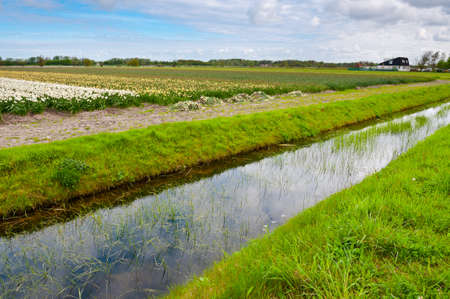Dutch Tulips in the Field Ready for Harvestの写真素材