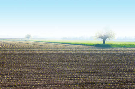 Morning Mist on the Fields in the Piedmont, Italy