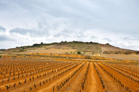 Rows of Vines on the Field, Spain の写真素材