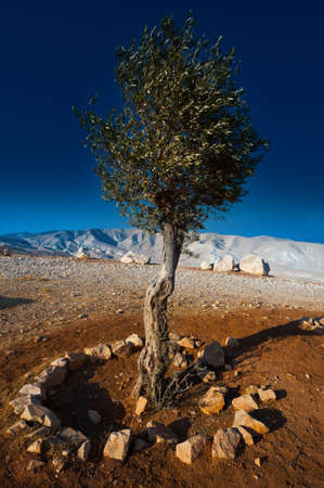 Olive  on the Slopes of the Mountains of Samaria, Israel, Sunsetの写真素材