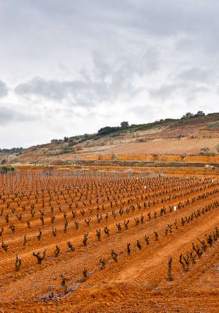 Rows of Vines on the Field in Spain in Early Springの写真素材