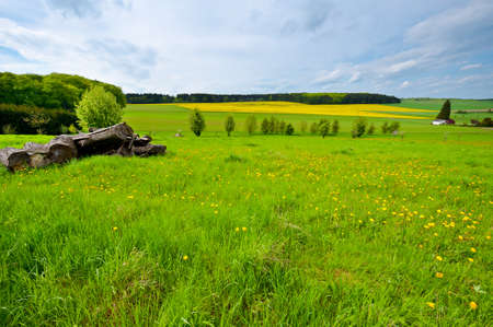 Woodpile on the Green Fields, Germanyの写真素材