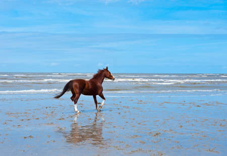 Lone Horse on the North Sea Coast in Zeeland, Netherlandsの写真素材