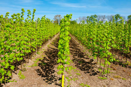 Neat Rows of Young Plants in the Nursery Garden