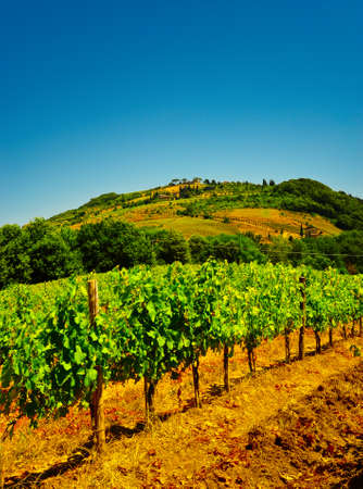 Hill Of Tuscany with Vineyard in the Chianti Regionの写真素材