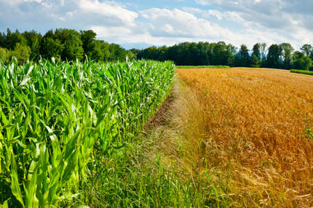 Wheat and Corn Fields in Bavaria, Germanyの写真素材