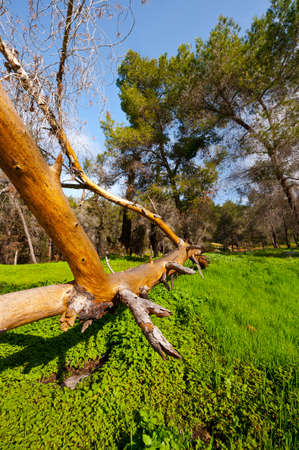 Broken Tree on the Clearing in Israelの写真素材