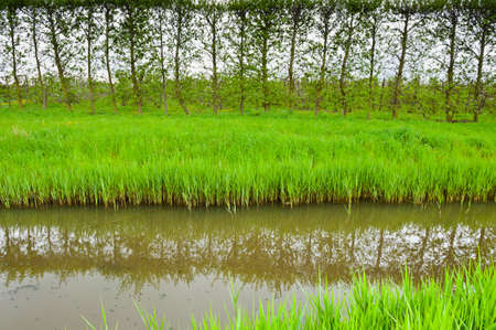 Poplars on the Protective Dam in the Netherlandsの写真素材
