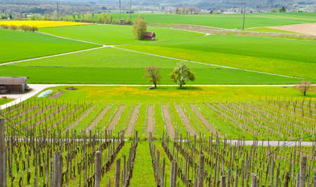 Young Vineyard on the Slopes of the Swiss Alps