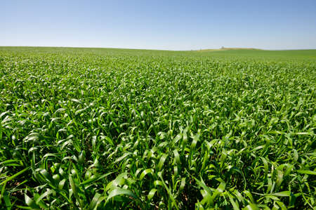 Green Field in Israel, Spring