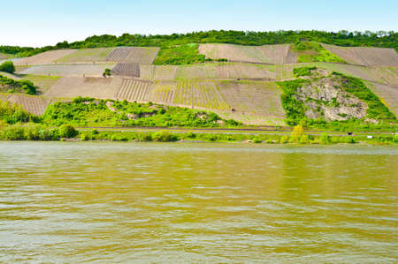 Young Vineyard on the hill, Shore the Rhineの写真素材