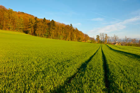 Track of Tractor in the Green Grass, Swiss Alpsの写真素材