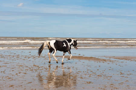 Dancing Horse on the North Sea Coast in Zealand, Netherlandsの写真素材
