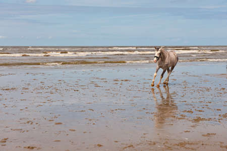 Dancing Horse on the North Sea Coast in Zealand, Netherlandsの写真素材