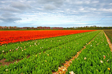 Dutch Tulips in the Field Ready for Harvestの写真素材
