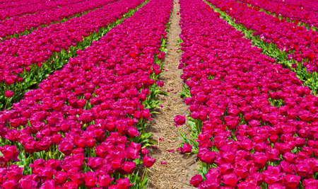 Dutch Tulips in the Field Ready for Harvestの写真素材
