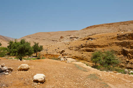 Herd of Goats Grazing in the Mountains of Samaria, Israel