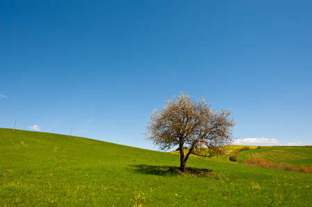 Flowering Tree and Farmhouse Surrounded by Sloping Meadows of Tuscany