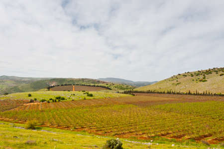Rows of Vines on the Field in Galilee, Early Springの写真素材