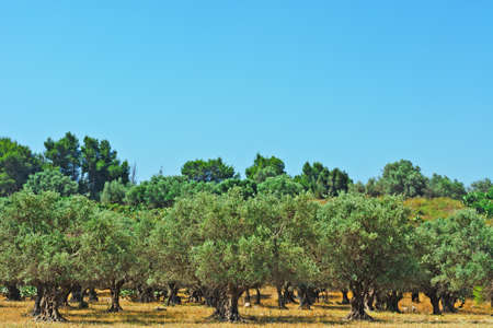 Olive Grove on the Slopes of the Hills, Israelの写真素材