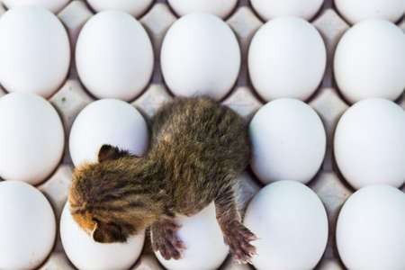 Concept of New Born Kitten Hatched from the Eggsの写真素材