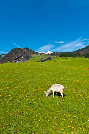 Goats Grazing on Green Pasture in Switzerlandの写真素材