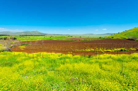 Rows of Vines on the Field in Golan Heights, Early Spring