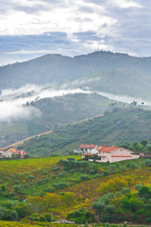 Extensive Vineyards on the Hills of Portugalの写真素材