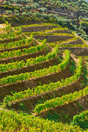 Extensive Vineyards on the Hills of Portugalの写真素材