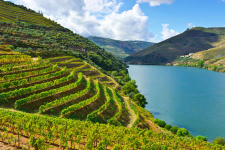 Vineyards in the Valley of the River Douro, Portugalの写真素材