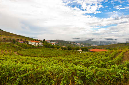 Extensive Vineyards on the Hills of Portugalの写真素材