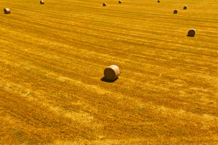 Landscape with Many Hay Bales の写真素材