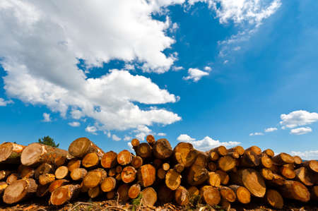 Sawed Firewood Dropped in a Pile on the Sky Background