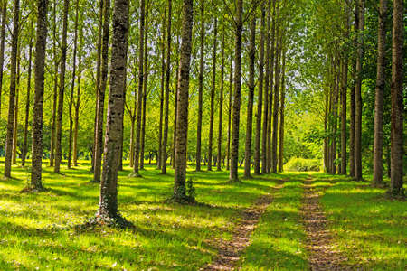 Dirt Road in Deciduous Forest in the French Alps