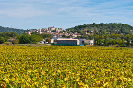 Medieval French Town Surrounded of the Sunflower Fieldsの写真素材
