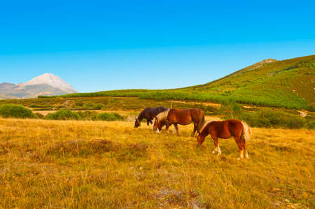 Horses Grazing on a Meadow of the European Peaks, Spainの写真素材