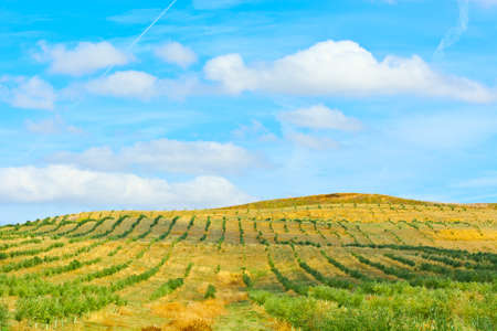 Olive Grove in the Cantabrian Mountain, Spain